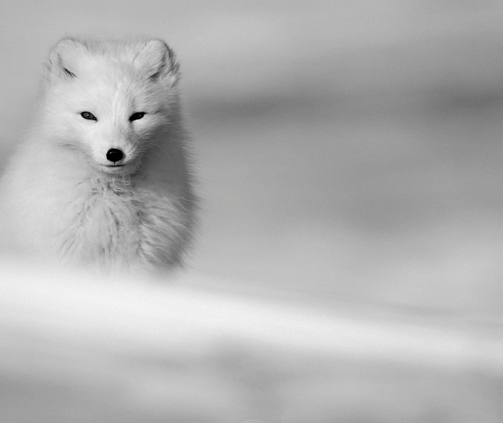 Arctic Fox Iniciativa